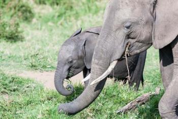 African bush elephant calf eating in Maasai Mara, Kenya | Obraz na stenu