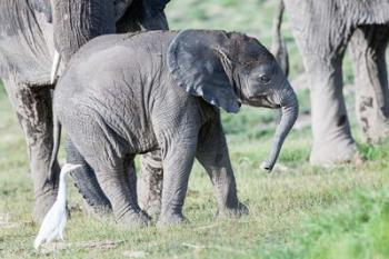 African bush elephant calf in Amboseli National Park, Kenya | Obraz na stenu