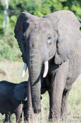 African bush elephant, Maasai Mara, Kenya | Obraz na stenu