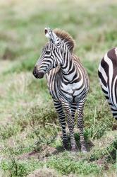 Plains zebra, Maasai Mara, Kenya | Obraz na stenu
