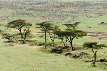 The Bush, Maasai Mara National Reserve, Kenya | Obraz na stenu