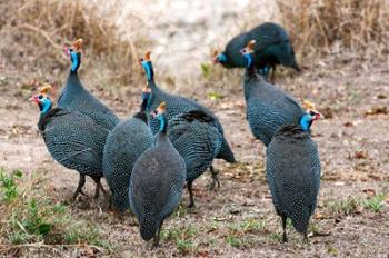 Helmeted guineafowl, Maasai Mara National Reserve, Kenya | Obraz na stenu