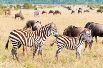 Common Zebra or Burchell's Zebra, Maasai Mara National Reserve, Kenya | Obraz na stenu