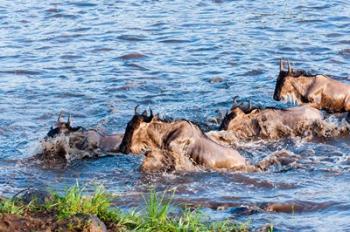 Blue wildebeest crossing the Mara River, Maasai Mara, Kenya | Obraz na stenu