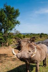 Warthog, Maasai Mara National Reserve, Kenya | Obraz na stenu