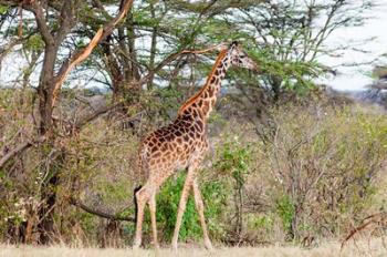 Giraffe, Maasai Mara National Reserve, Kenya | Obraz na stenu