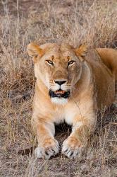 Female lion, Maasai Mara National Reserve, Kenya | Obraz na stenu