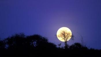 Full Moon Rises Above Acacia Tree, Amboseli National Park, Kenya | Obraz na stenu