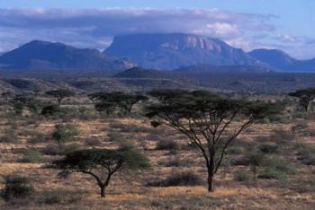 Acacia and Distant Massif North of Mt Kenya, Samburu National Reserve, Kenya | Obraz na stenu