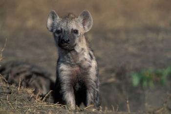 Kenya, Masai Mara Game Reserve, Spotted Hyena wildlife | Obraz na stenu
