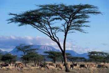 Herd of Gemsbok Feeding, Buffalo Springs Game Reserve, Kenya | Obraz na stenu