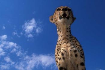 Cheetah Watching Surrounding Savanna, Masai Mara Game Reserve, Kenya | Obraz na stenu