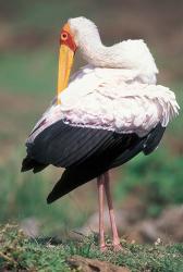 Yellow-Billed Stork Grooming, Masai Mara Game Reserve, Kenya | Obraz na stenu