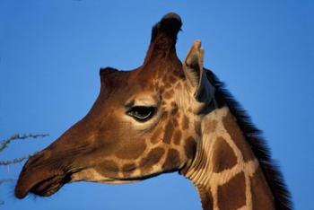 Reticulated Giraffe, Kenya | Obraz na stenu