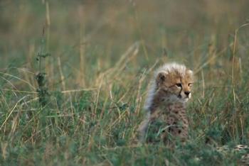 Kenya, Masai Mara Game Reserve, Cheetah, Savanna | Obraz na stenu