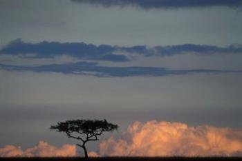 Lone Acacia Tree, Masai Mara Game Reserve, Kenya | Obraz na stenu