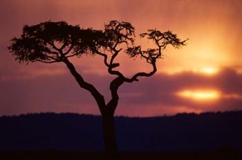 Acacia Tree as Storm Clears, Masai Mara Game Reserve, Kenya | Obraz na stenu