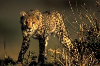 Cheetah Cub in Short Grass, Masai Mara Game Reserve, Kenya | Obraz na stenu