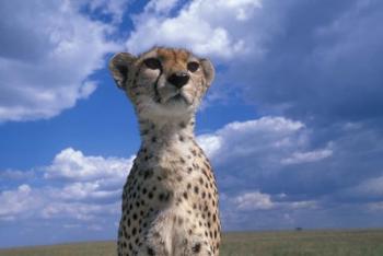 Cheetah Surveying Savanna, Masai Mara Game Reserve, Kenya | Obraz na stenu