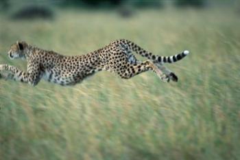 Cheetah Running After Prey, Masai Mara Game Reserve, Kenya | Obraz na stenu