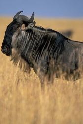 Wildebeest during Serengeti Migration, Masai Mara Game Reserve, Kenya | Obraz na stenu