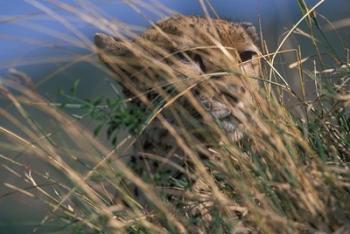 Cheetah Resting on Savanna, Masai Mara Game Reserve, Kenya | Obraz na stenu