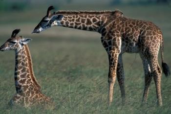 Young Giraffe Lies in Tall Grass, Masai Mara Game Reserve, Kenya | Obraz na stenu