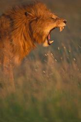 Kenya, Masai Mara Game Reserve, Lion, grass, savana | Obraz na stenu