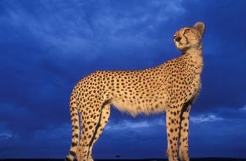 Cheetah at Dusk, Masai Mara Game Reserve, Kenya | Obraz na stenu