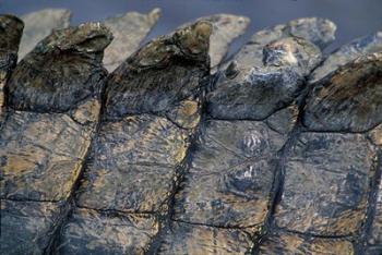 Nile Crocodile, Masai Mara Game Reserve, Kenya | Obraz na stenu