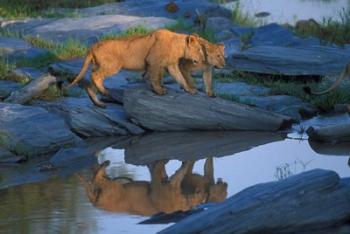 Lion Pride along Rocky Bank, Telek River, Masai Mara Game Reserve, Kenya | Obraz na stenu