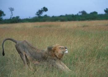 Lion Stretches in Tall Grass, Masai Mara Game Reserve, Kenya | Obraz na stenu