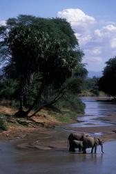 Elephant Herd Along Uaso Nyiro River, Samburu National Reserve, Kenya | Obraz na stenu