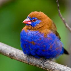 Africa. Kenya. Purple Grenadier, Lake Naivasha | Obraz na stenu