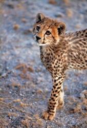 Kenya, Cheetah in Amboseli National Park | Obraz na stenu