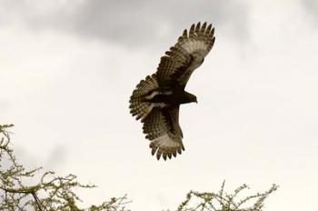 Long Crested Eagle, Meru National Park, Kenya | Obraz na stenu