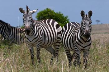 Common Zebra, Masai Mara National Reserve, Kenya | Obraz na stenu