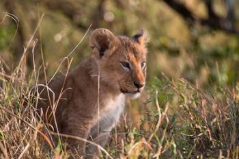 Lion cub, Masai Mara National Reserve, Kenya | Obraz na stenu