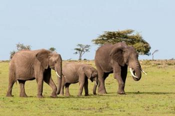 Three African Elephants, Maasai Mara, Kenya | Obraz na stenu