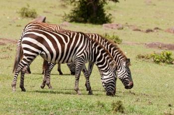 Zebra grazing, Maasai Mara, Kenya | Obraz na stenu
