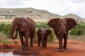 Elephants and baby, Tsavo East NP, Kenya. | Obraz na stenu