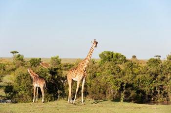 Giraffe, Giraffa camelopardalis, Maasai Mara, Kenya. | Obraz na stenu