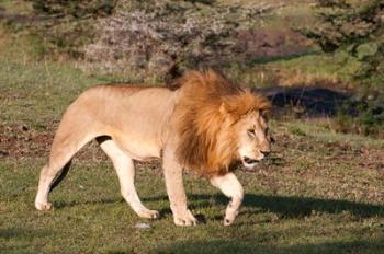 Lion, Panthera leo, Maasai Mara, Kenya. | Obraz na stenu