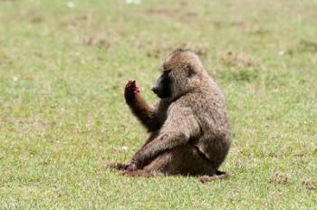 Olive Baboon, Papio anubis, Maasai Mara, Kenya. | Obraz na stenu