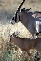 Beisa Oryx and Calf, Kenya | Obraz na stenu