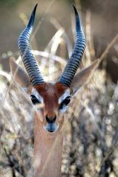 Male Gerenuki with Large Eyes and Curved Horns, Kenya | Obraz na stenu