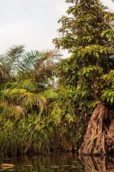 Africa, Liberia, Monrovia. Plantlife along the Du River. | Obraz na stenu