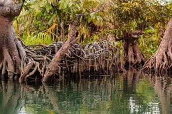 Africa, Liberia, Monrovia. View of mangroves on the Du River. | Obraz na stenu