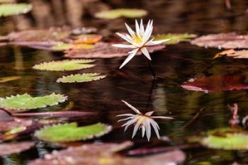 Lily in bloom on the Du River, Monrovia, Liberia | Obraz na stenu