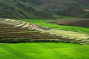 Spectacular green rice field in rainy season, Ambalavao, Madagascar | Obraz na stenu